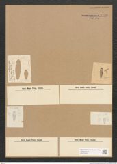 Diatomeae indet. Zeichnungen Sammlung Grunow Nr. 5138 (NHMW-BOT-W0373452)